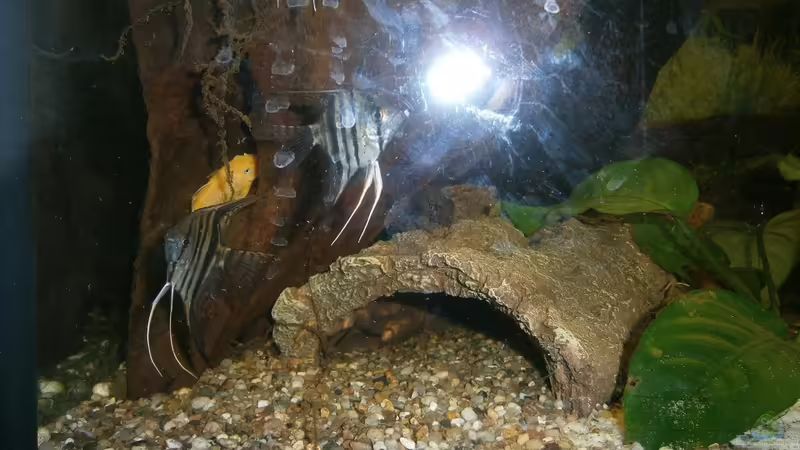 Skalare von acuticeps (14)