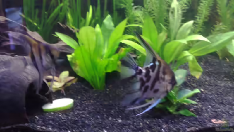 Skalare von AlexR6 (8)