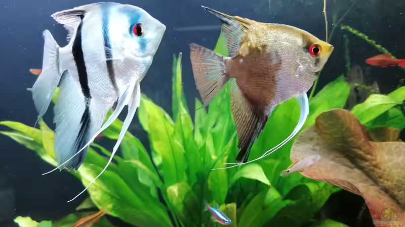 Skalare von Andi84 (2)