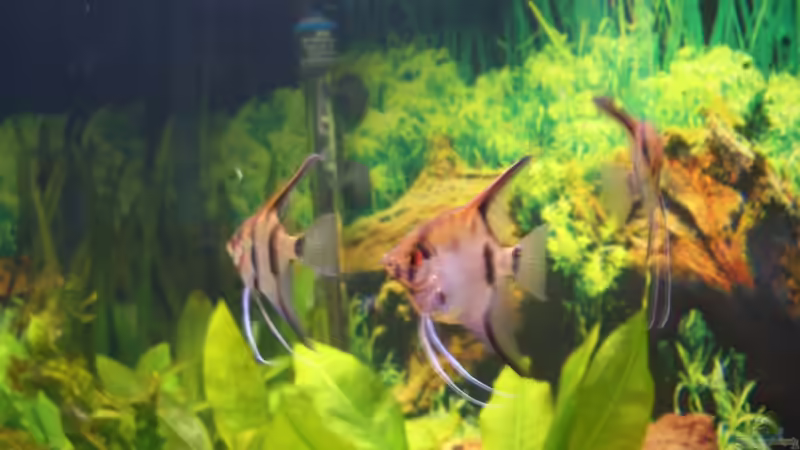 Skalare von Andre Schreiter (18)