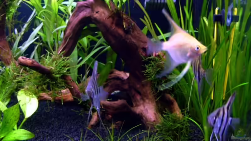 Skalare von *angelfish* (42)