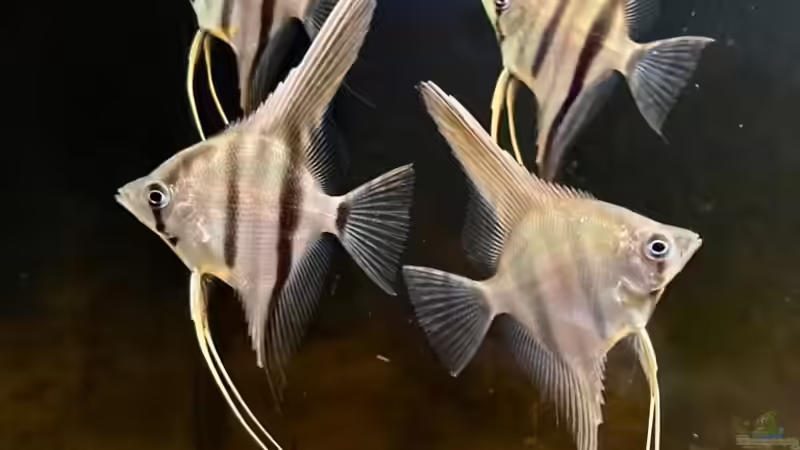 Skalare von Biotop (3)