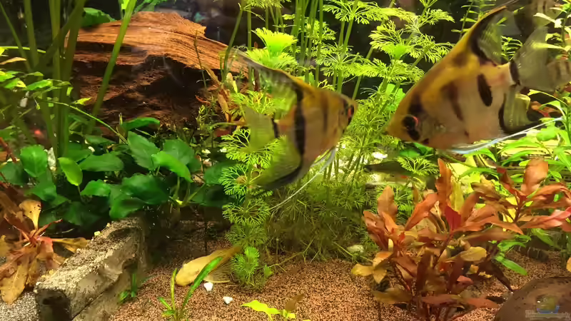 Skalare von Ceylon (60)