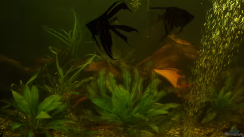 Skalare von Clippi (11)