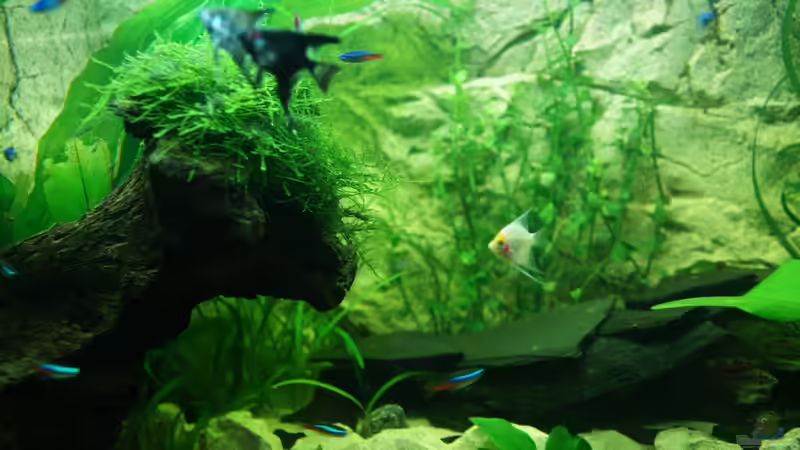 Skalare von daKING (23)