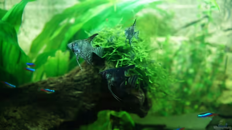 Skalare von daKING (24)