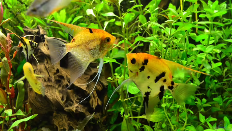 Skalare von Daniela (34)