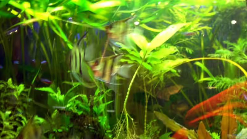 Skalare von Dennis Röthemeier (7)