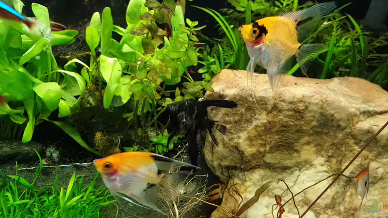 Skalare von EliJac (11)