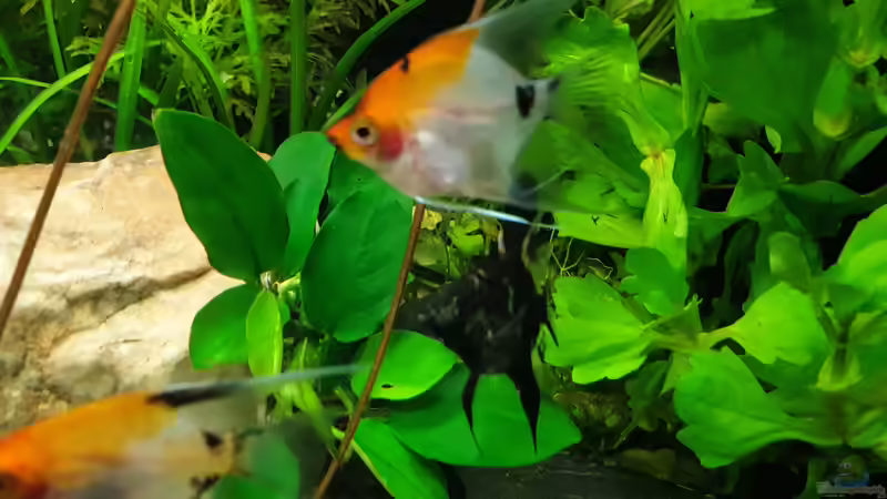 Skalare von EliJac (8)