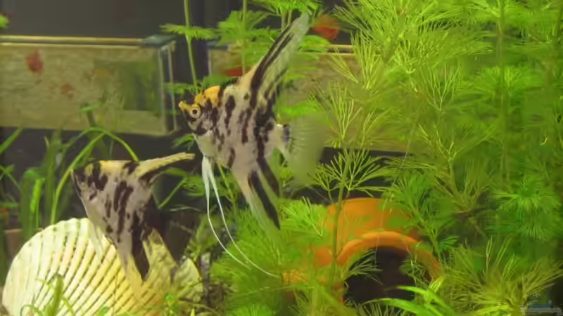 Skalare von Engelbert Rupnow (4)