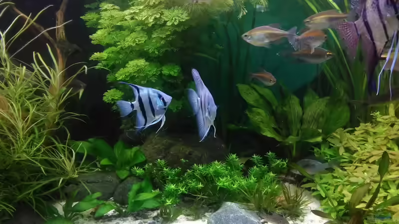 Skalare von Grünhexe (180)