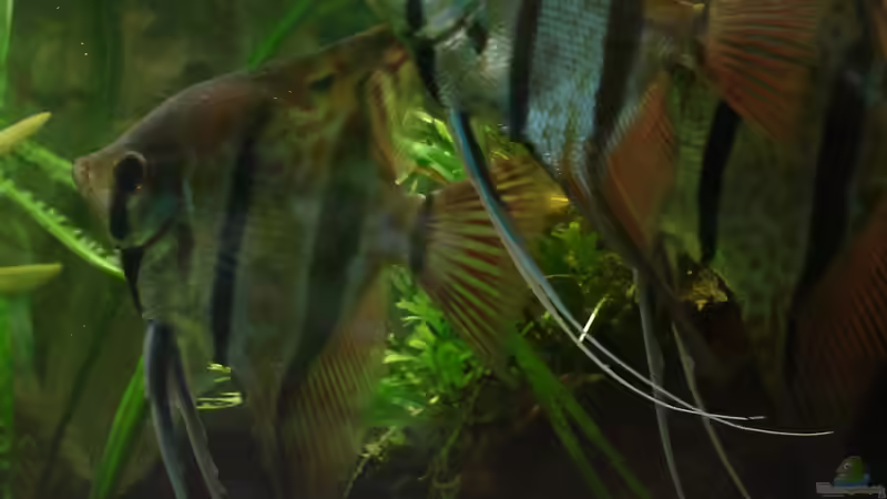 Skalare von Grünhexe (81)