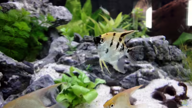 Skalare von Heidi und Gerhard (9)