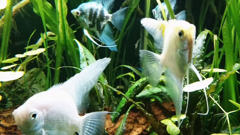 Skalare von Helene (24)