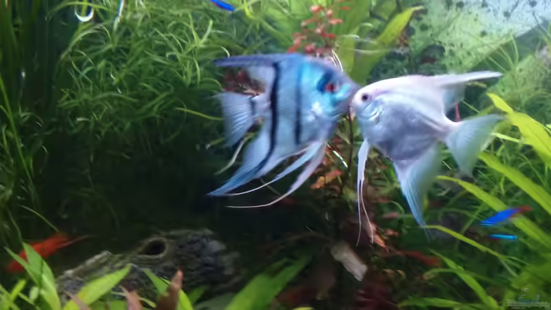 skalare von Inai Whang (28)