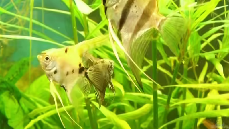 Skalare von KaSa (22)