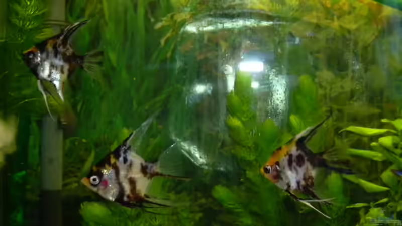 Skalare von Marco Sauer (9)