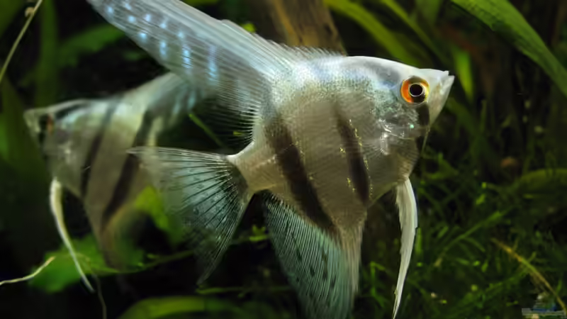 Skalare von Patricia (10)