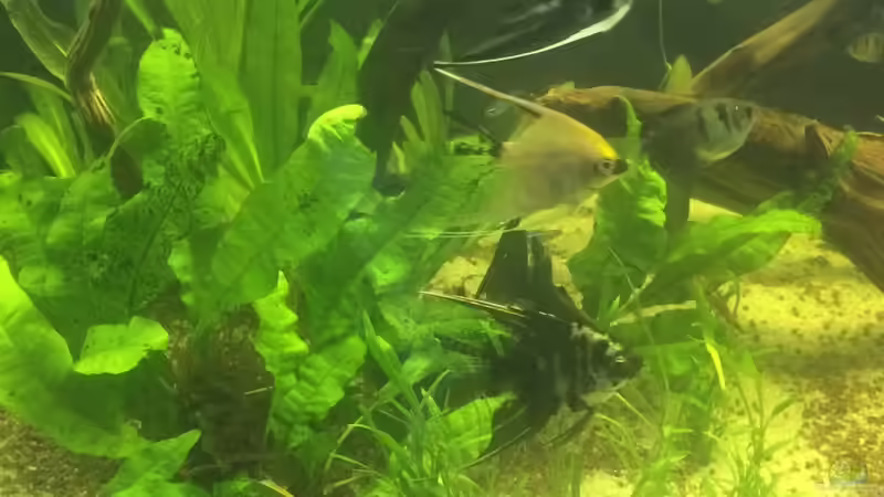 Skalare von Ragner (10)