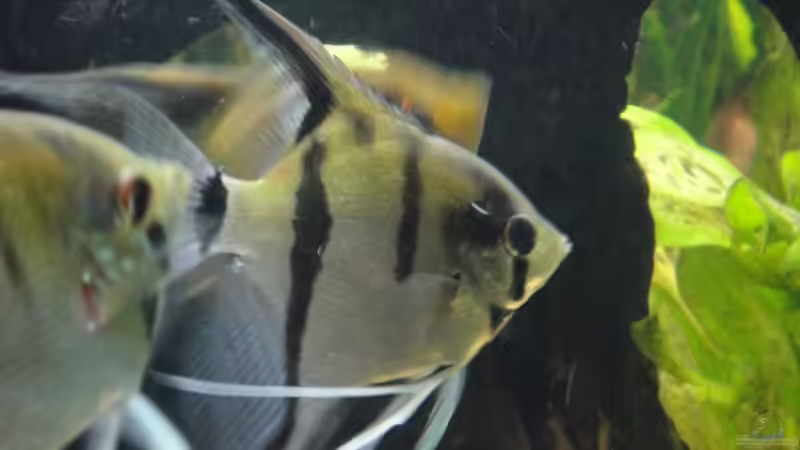 Skalare von Sabrina Plankensteiner (50)