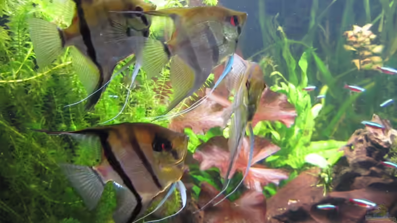 Skalare von Sabrina Plankensteiner (51)