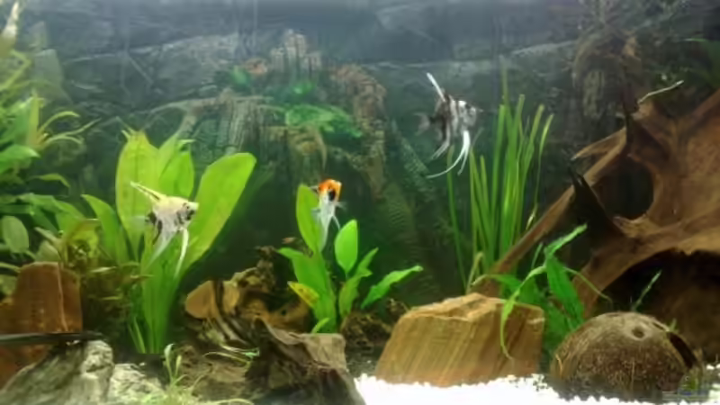 Skalare von skalarvonwels (8)