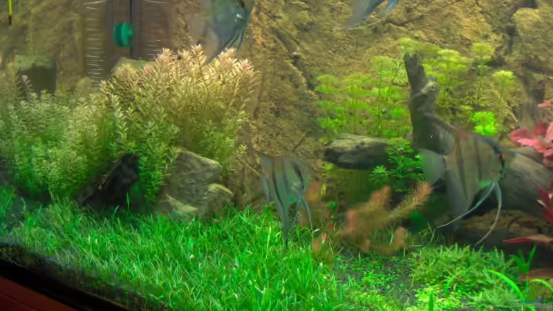 Skalare von Stefan Reinl (10)