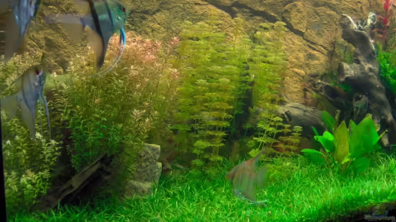 Skalare von Stefan Reinl (21)