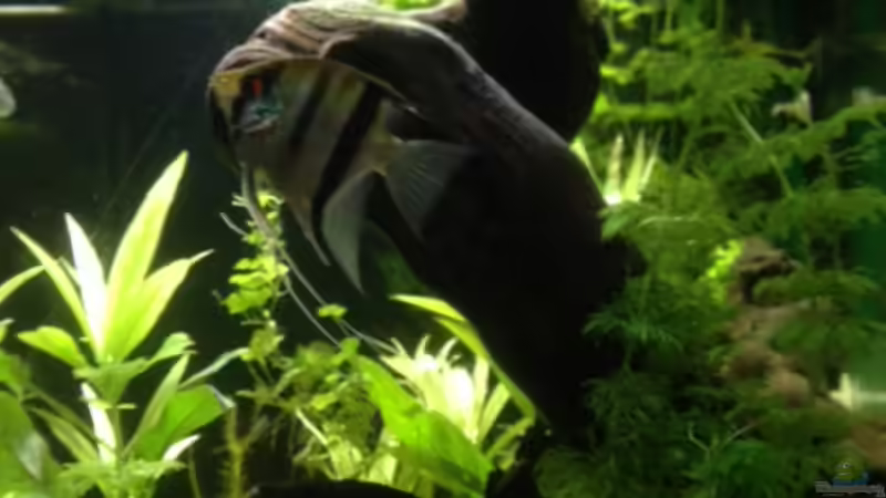 Skalare von Tarmina (33)