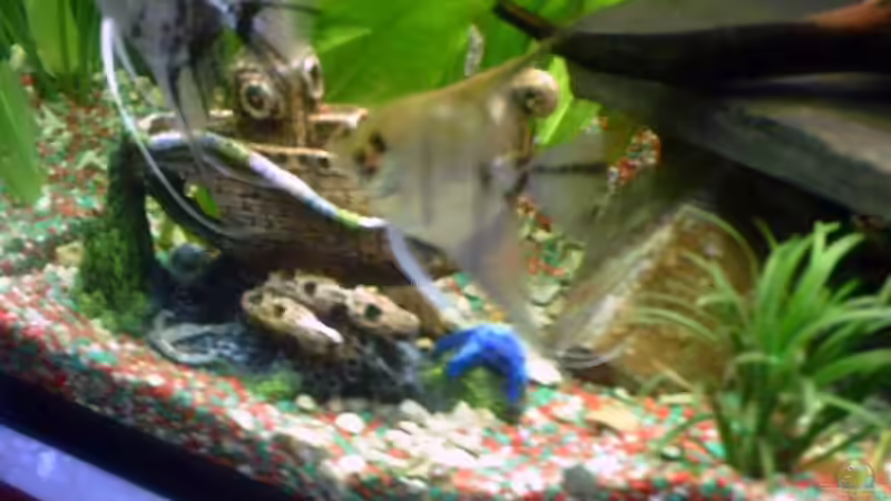 skalare von valla88 (16)