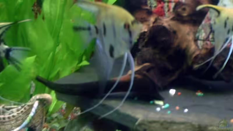 skalare von valla88 (17)