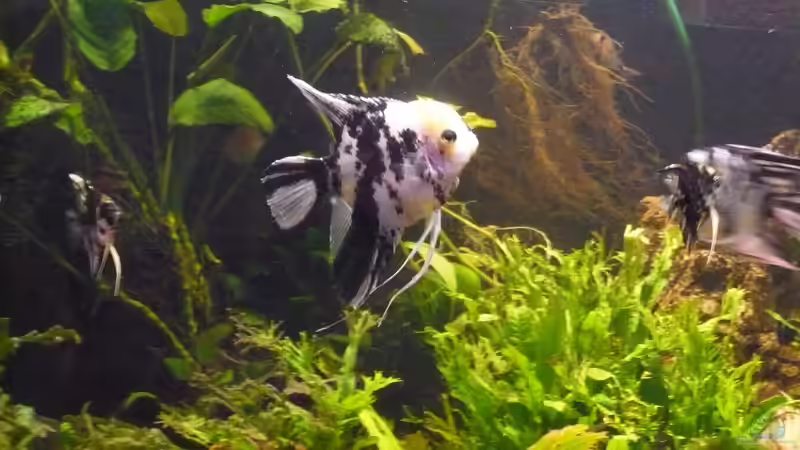 Skalare von Werner Lehmann (31)