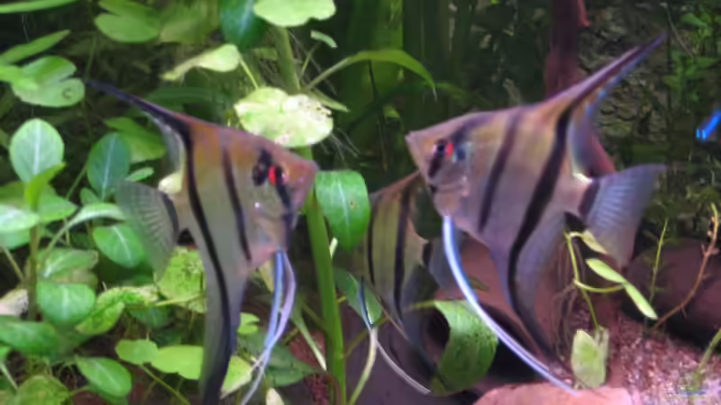 Skalare von xmarkusx (9)