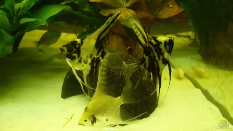 Skalare1 von Onkel (12)