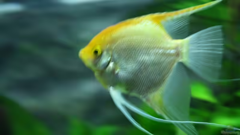 Skalarmännchen im März 2011 von Pasch (7)