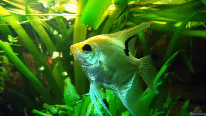 Skalarmännchen (Jack) von manala (1)