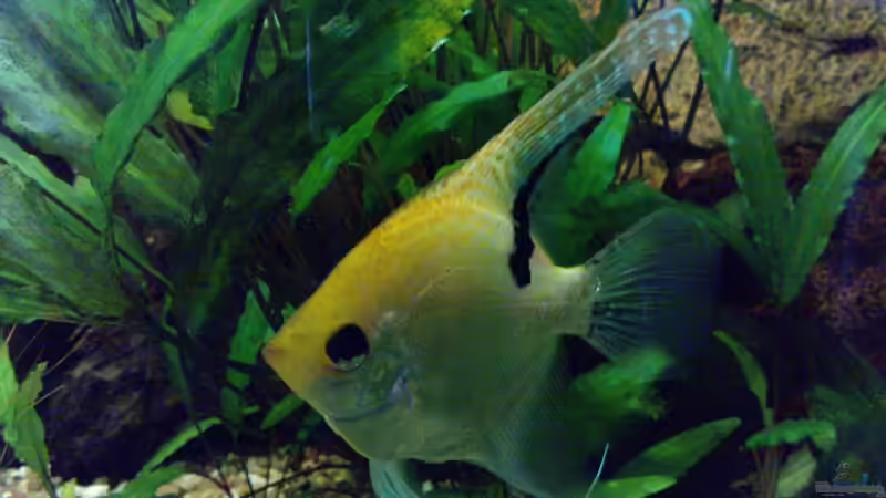 Skalarmännchen (Jack) von manala (19)