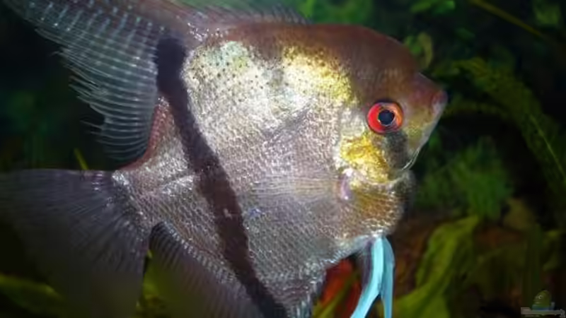 Skalarmännchen von Raphael Nelke (12)