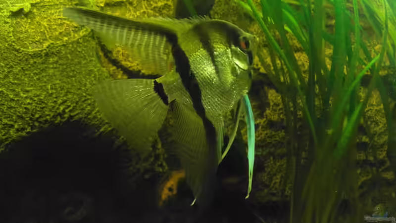 Skalarmann (mittl. mit Marmorweibchen) von Tom G. (17)