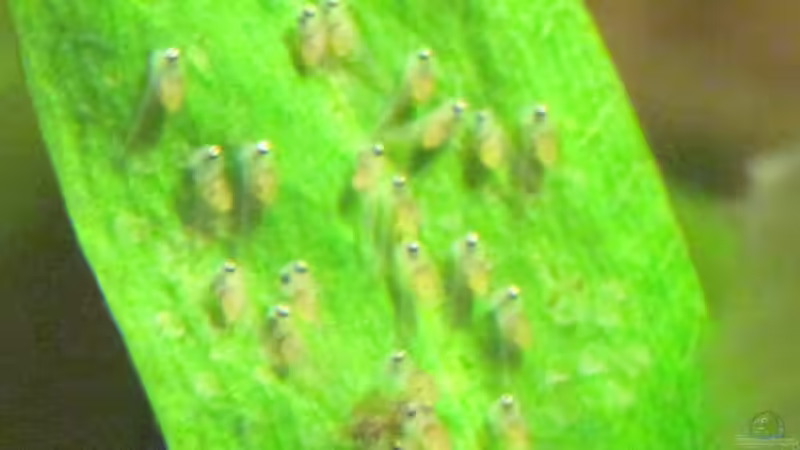 Skalarnachwuchs - 07.04.2010 - von Opodeldok (39)