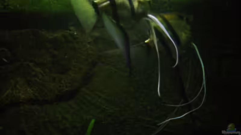 Skalarpaar 2 Januar 2013 von PH Neutral (41)