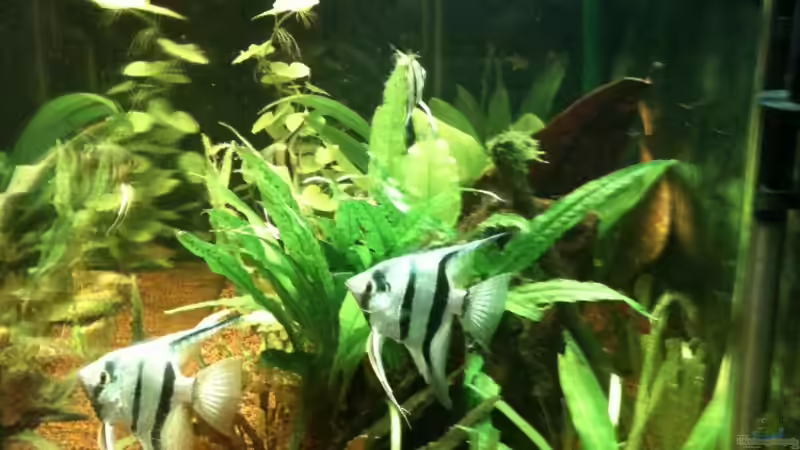 Skalarpaar Blue Diamond von Mario_83 (14)