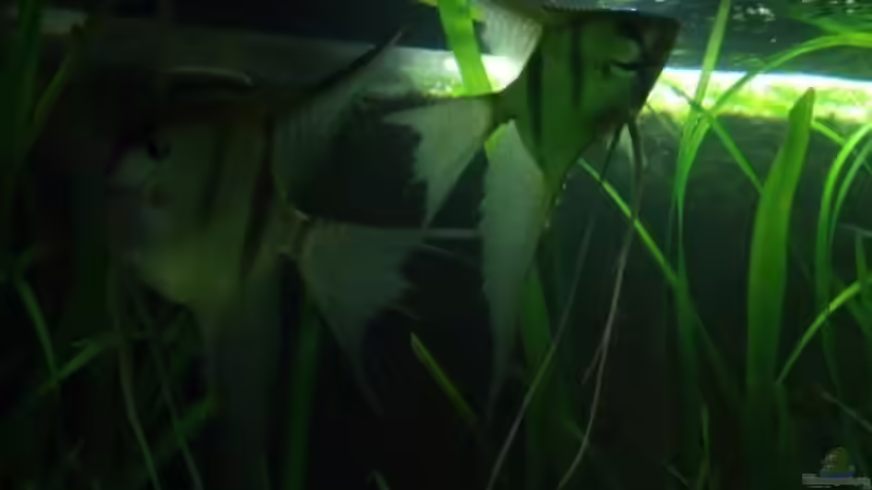 Skalarpaar von PH Neutral (38)