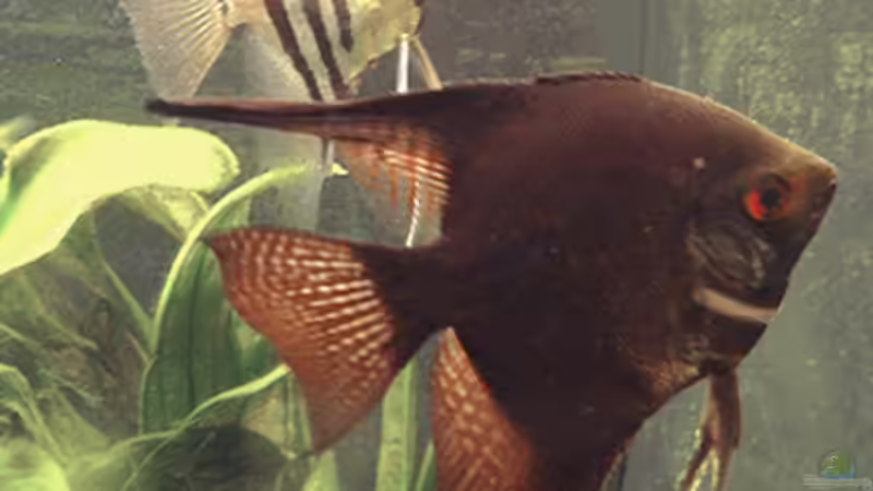 Skalarpaar von Tine123 (3)