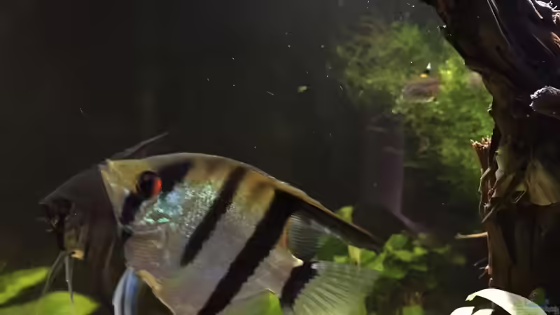 Skalarpärchen =) von Tarmina (39)