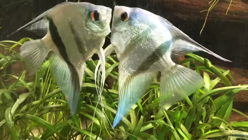 Skalarpärchen beim Balzen von Danny (46)