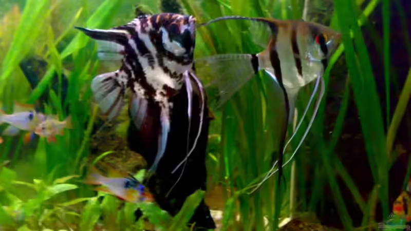 Skalarpärchen ist ausgezogen von Amazonasbecken.eu (15)