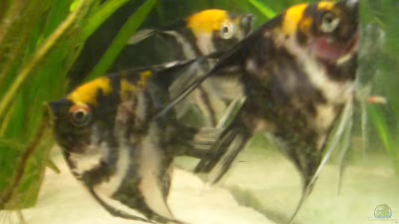 Skalarpärchen mit Jungen von Michael Sch. (15)