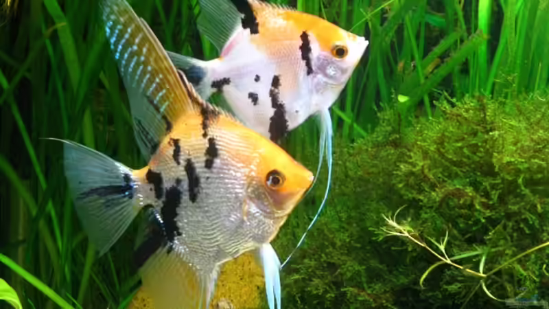 Skalarpärchen von filou0809 (2)